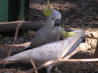 Wirrimbirra Sanctuary - Accommodation Noosa 1