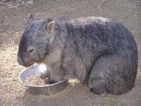 Wirrimbirra Sanctuary - Accommodation Noosa 2