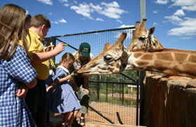 National Zoo & Aquarium - Accommodation Noosa 2