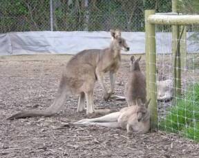 Jirrahlinga Koala & Wildlife Sanctuary - Accommodation Noosa 0