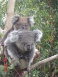 Jirrahlinga Koala & Wildlife Sanctuary - Accommodation Noosa 1