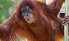 Melbourne Zoo - Accommodation Noosa 1