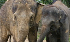 Melbourne Zoo - Accommodation Noosa 3