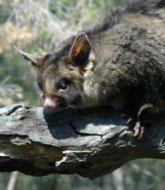 Moonlit Sanctuary Wildlife Conservation Park - Accommodation Noosa 0
