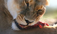 Werribee Open Range Zoo - Accommodation Noosa 2