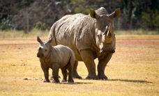 Werribee Open Range Zoo - Accommodation Noosa 3