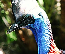 Alma Park Zoo - Accommodation Noosa 0