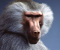 Alma Park Zoo - Accommodation Noosa 1
