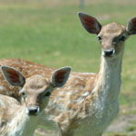 Marapana Wildlife Park - Accommodation Noosa 0
