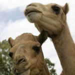 Marapana Wildlife Park - Accommodation Noosa 3