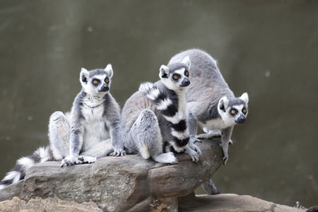 Adelaide Zoo - Accommodation Noosa 0