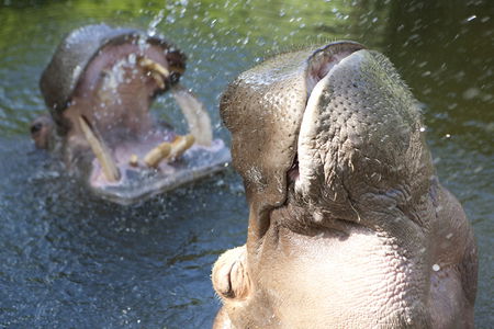Adelaide Zoo - Accommodation Noosa 2