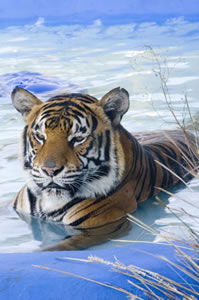 Zoo Doo Wildlife Park - Accommodation Noosa 0