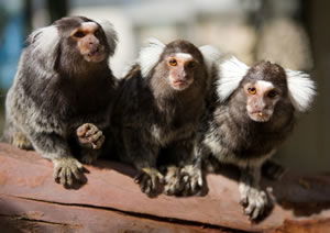 Zoo Doo Wildlife Park - Accommodation Noosa 1