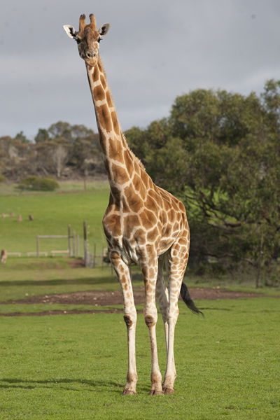 Monarto Zoo - Accommodation Noosa 3