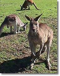 OZe Wildlife - Accommodation Noosa 1