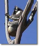 OZe Wildlife - Accommodation Noosa 2