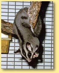 OZe Wildlife - Accommodation Noosa 3