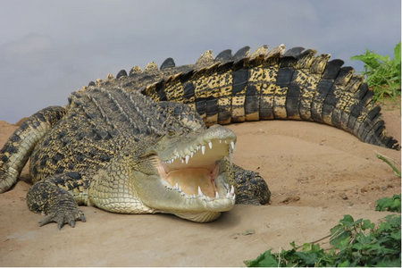 Dundee's Wildlife Park - Accommodation Noosa 0