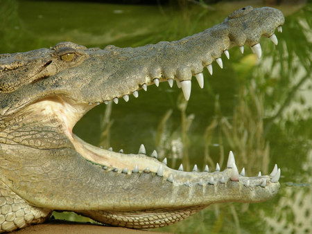 Dundee's Wildlife Park - Accommodation Noosa 1