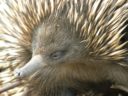 Dundee's Wildlife Park - Accommodation Noosa 3