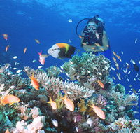 Drop Zone Dive Site - Accommodation Noosa