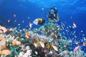 Drop Zone Dive Site - Accommodation Noosa 0
