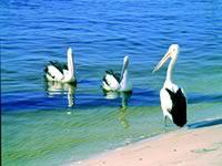 Noosa Everglades Discovery - Accommodation Noosa 2