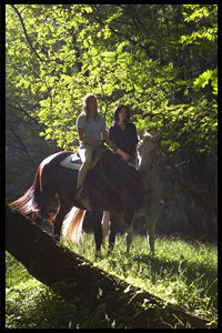 Glenworth Valley Horseriding - Accommodation Noosa 2