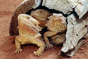 Alice Springs Reptile Centre - Accommodation Noosa 0