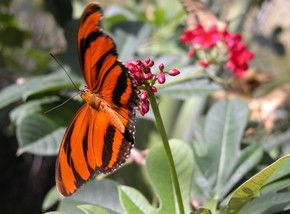 Butterfly Farm - Accommodation Noosa 0