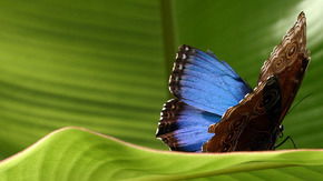 Butterfly Farm - Accommodation Noosa 3