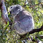 Koala Conservation Centre - Accommodation Noosa 0