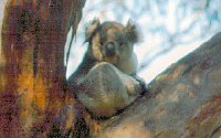 Koala Conservation Centre - Accommodation Noosa 2