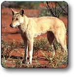 Uluru - Kata Tjuta National Park - Accommodation Noosa 3