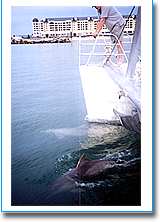 Temptation Sailing - Accommodation Noosa 1