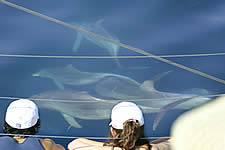 Temptation Sailing - Accommodation Noosa 2
