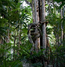 Rainforest Skywalk - Accommodation Noosa 3