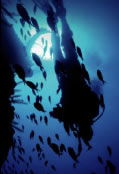 Scuba World - Accommodation Noosa 0