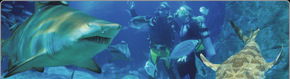 Scuba World - Accommodation Noosa 1