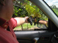 Mount Tamborine Winery & Homestead - Accommodation Noosa 1