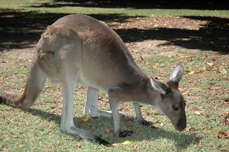 Bunbury Wildlife Park - Accommodation Noosa 1
