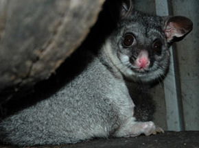 Bunbury Wildlife Park - Accommodation Noosa 2