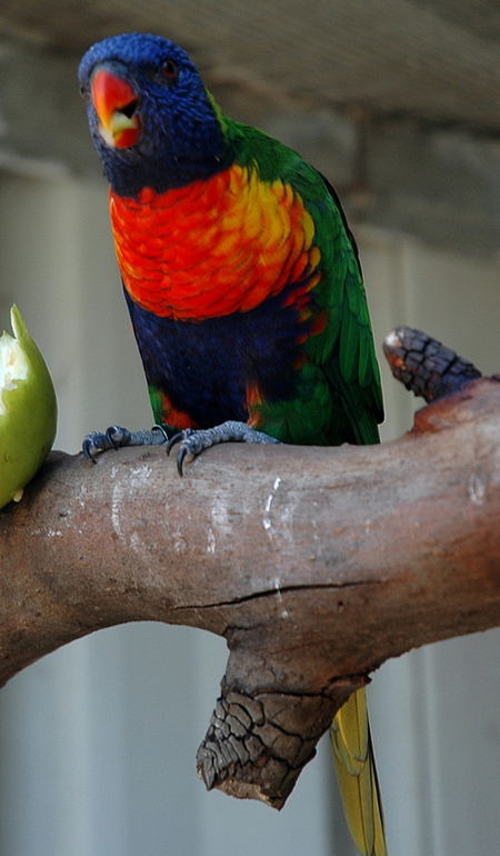 Bunbury Wildlife Park - Accommodation Noosa 3