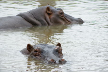 Cairns Wildlife Safari Reserve - Accommodation Noosa 2