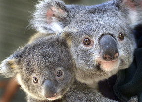 Symbio Wildlife Gardens - Accommodation Noosa 1