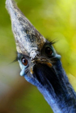 Symbio Wildlife Gardens - Accommodation Noosa 2