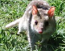 Urimbirra Wildlife Park - Accommodation Noosa 0