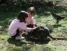 Urimbirra Wildlife Park - Accommodation Noosa 1