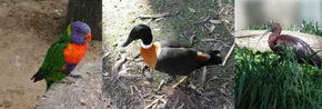 Urimbirra Wildlife Park - Accommodation Noosa 2